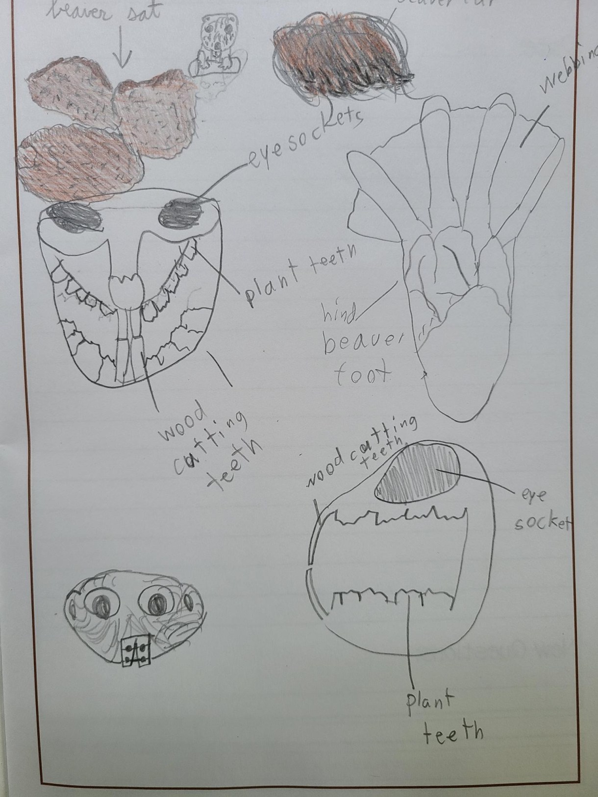 a child's drawing of a beaver skull seen from different angles, with front teeth labeled as "wood cutting teeth" back teeth labeled as "plant teeth" the eye sockets labeled, too. The skulls are childishly drawn. there is also a colored in illustration of beaver scat as well as a pencil drawing of a hind beaver foot with the webbing pointed out. finally, there is a child's joke, a beavery drawn with braces