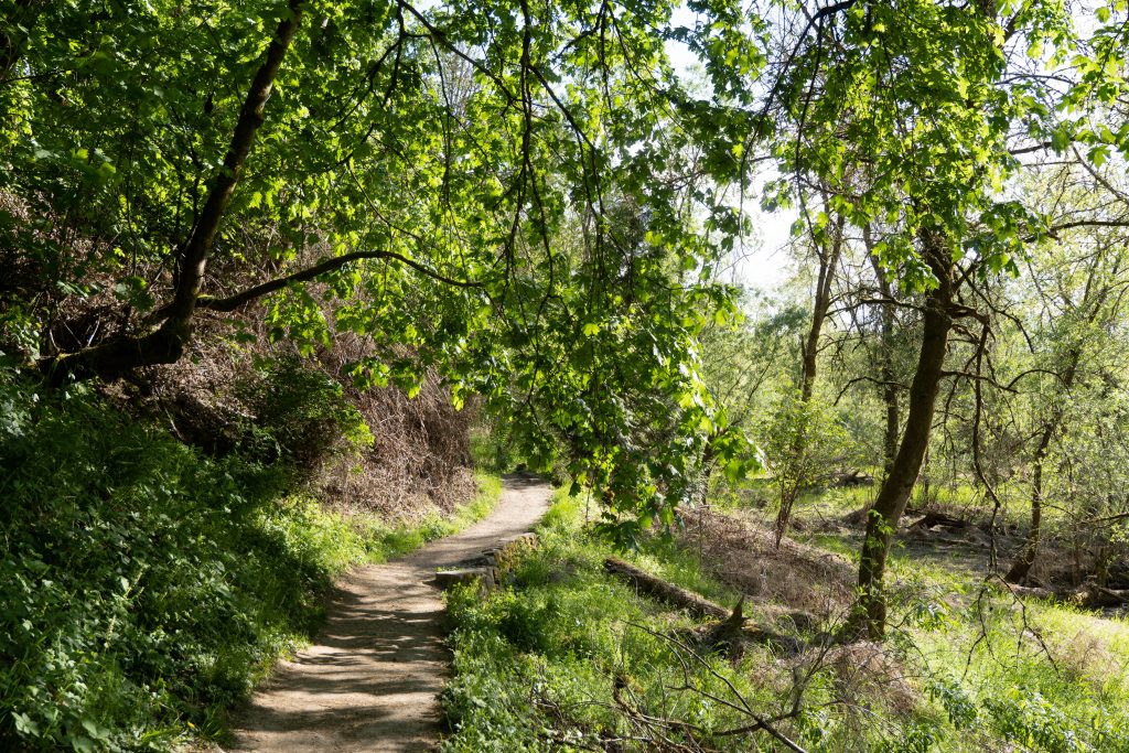 A pathway in the Oaks Bottom Wildlife Refuge, adorned with trees and grass, light dappling through the flora