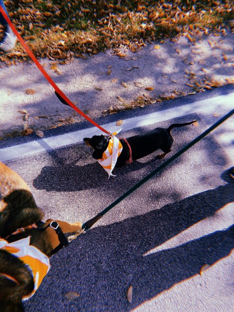 2 dogs walking with bandanas from REI around their neck.