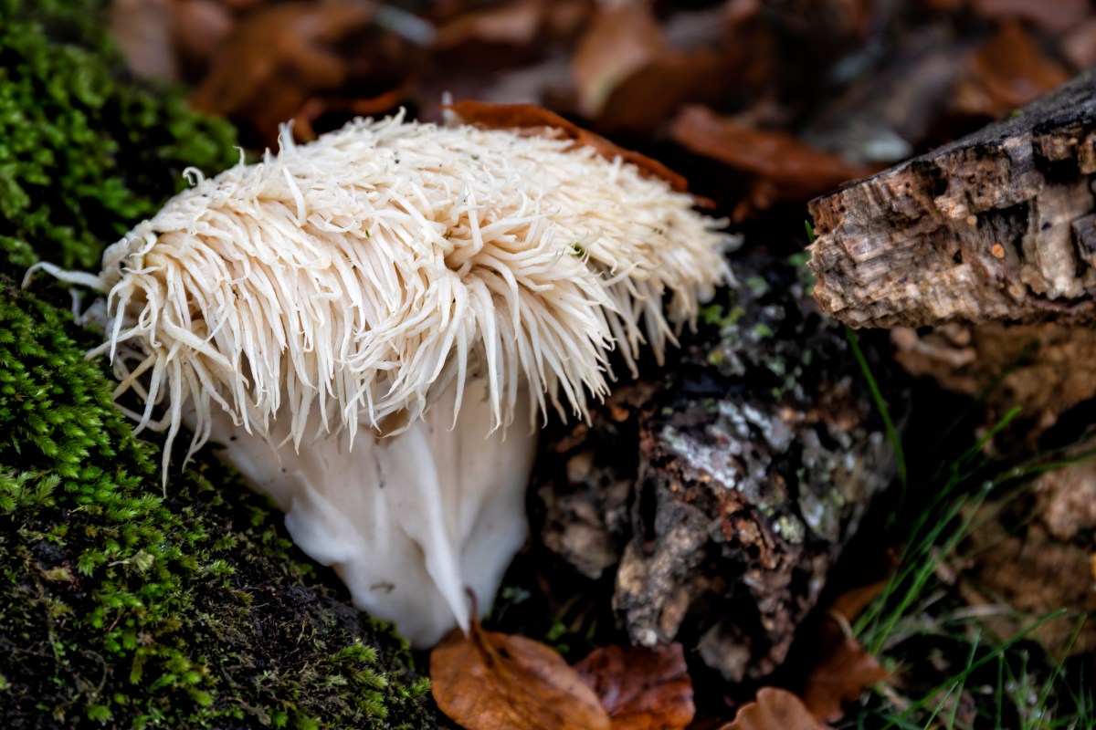 Lion's mane mushroom (Hericium erinaceus). 42 48.0495N 2 8.6048W Navarra, Spain. November 21, 2019