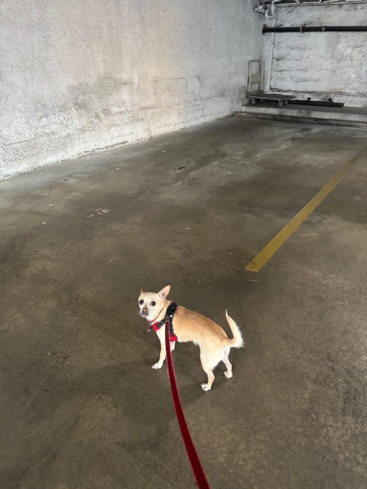 carol on a walk
