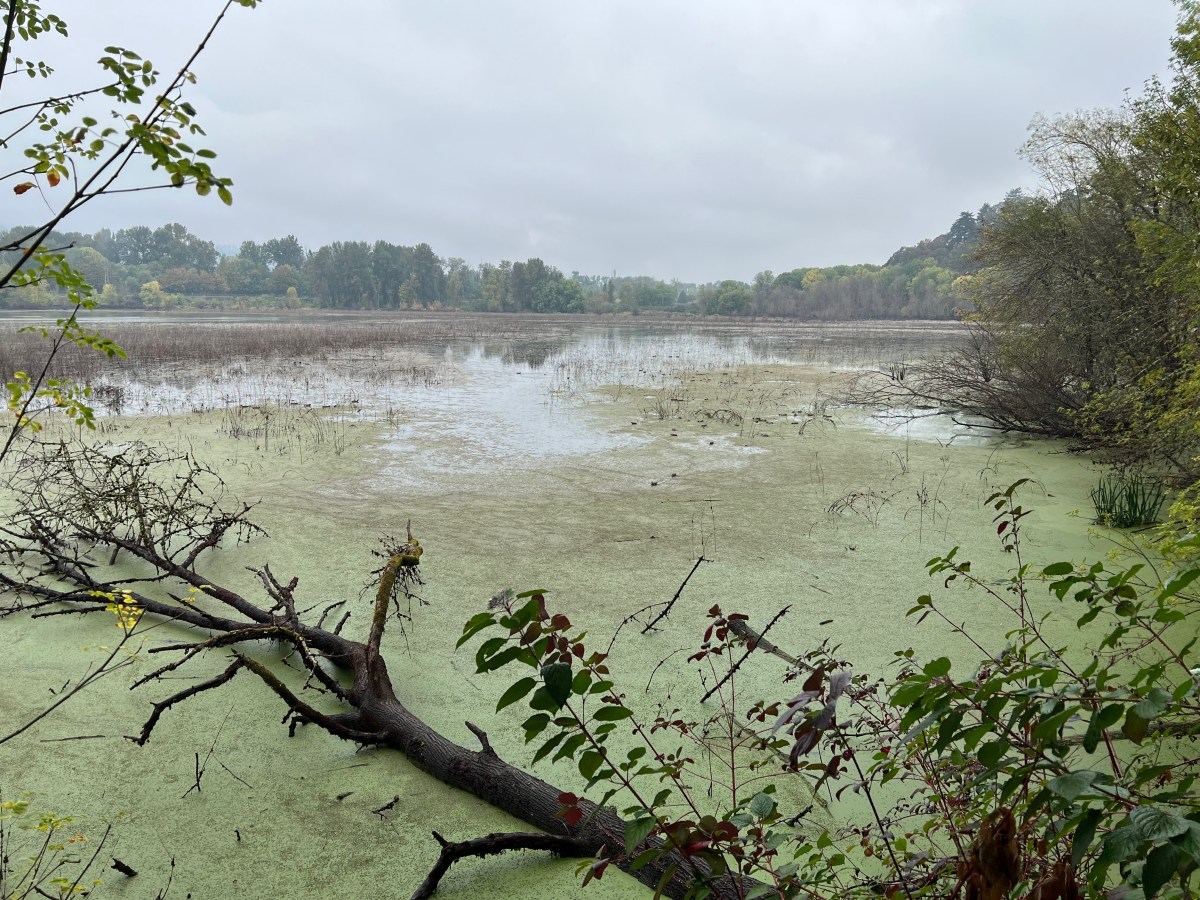 On a very grey and overcast rainy day, the lake is still and calm, covered in moss, and boasting a reflection of trees on its surface.