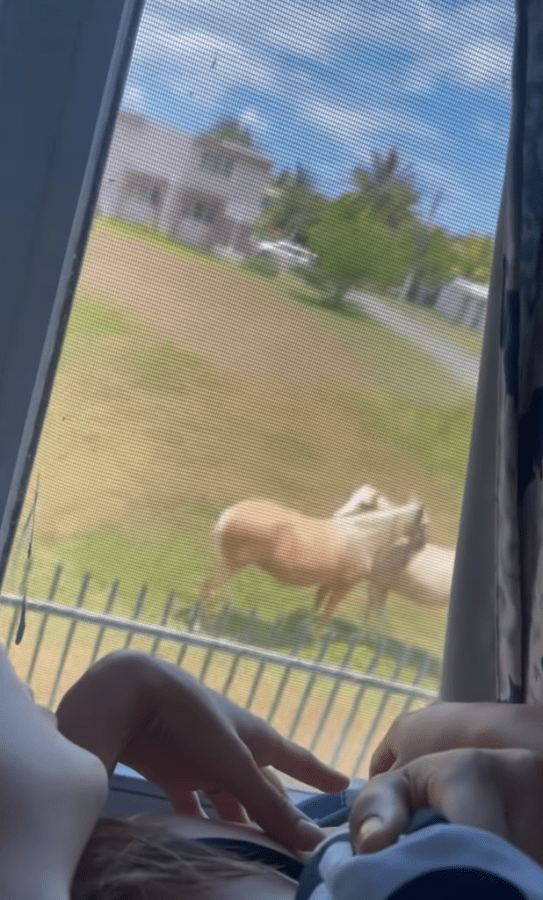 An image of Miss Argentina and Miss Puerto Rico holding hands while looking out the window at two horses snuggling