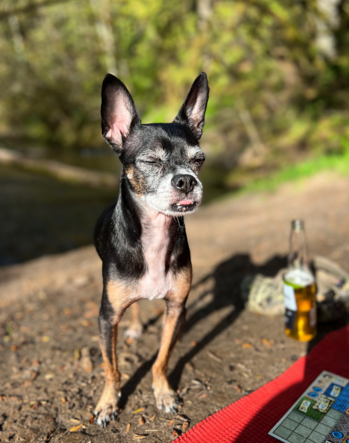 a tiny black dog with his tongue sticking out basks in the sun