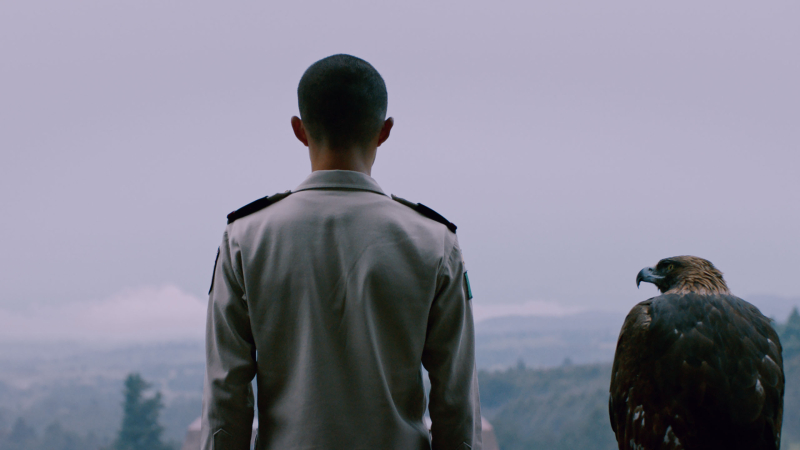 The back of a young man's head as he looks off and stands next to a falcon.