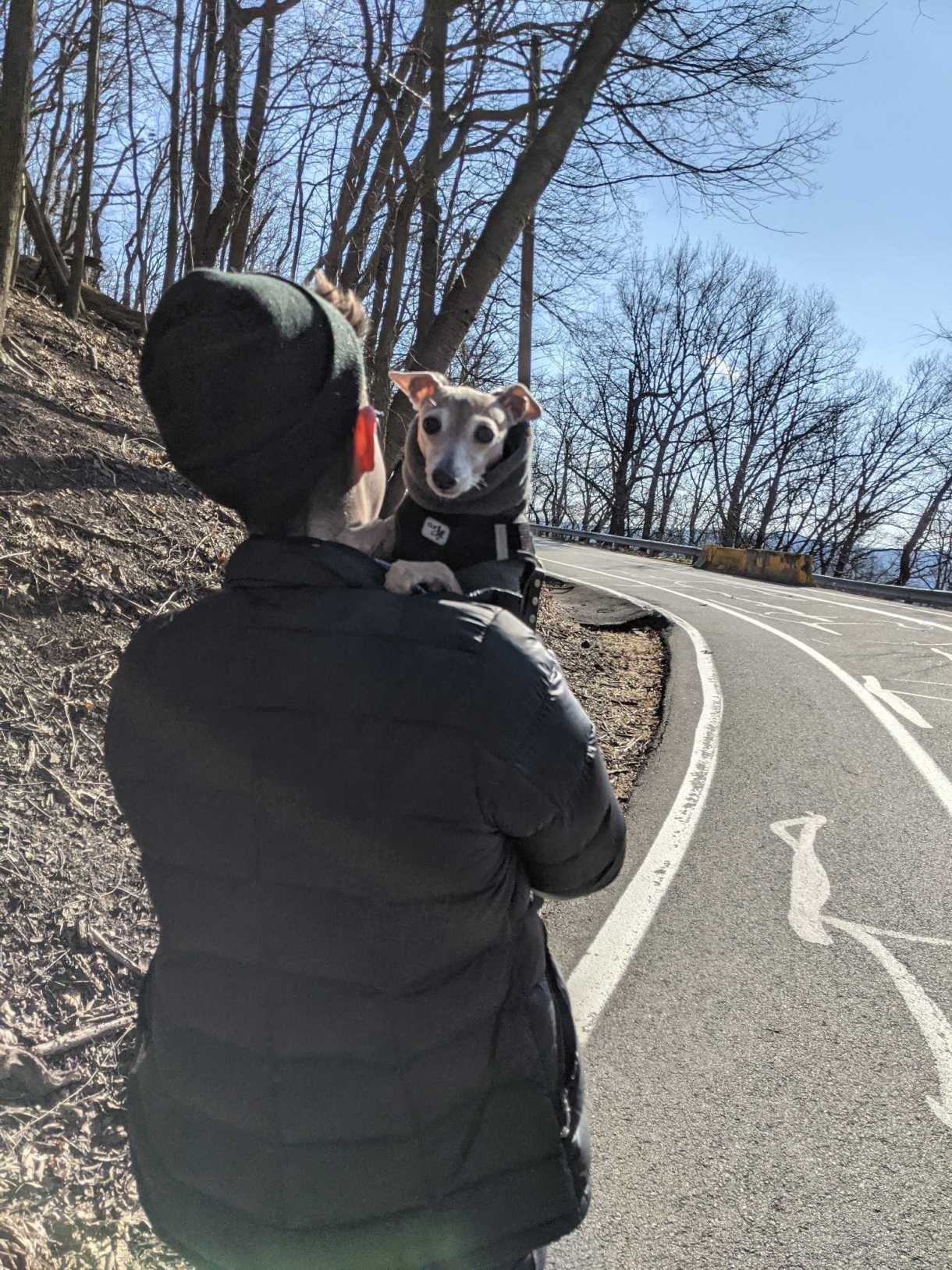 nico, a white genderqueer human here in winter hiking gear, holds a small italian greyhound on their shoulder and walks up a hiking path