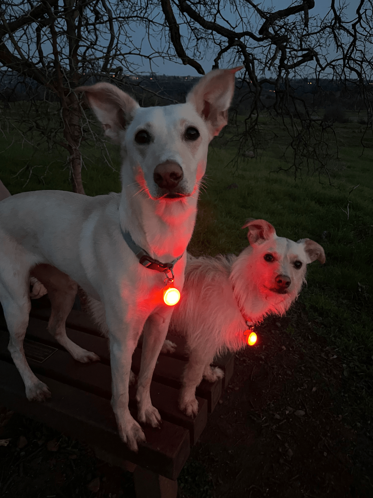 two white dogs, one small and floofy and one tall and sleek, wear glowing LED balls on their collars. it is night.