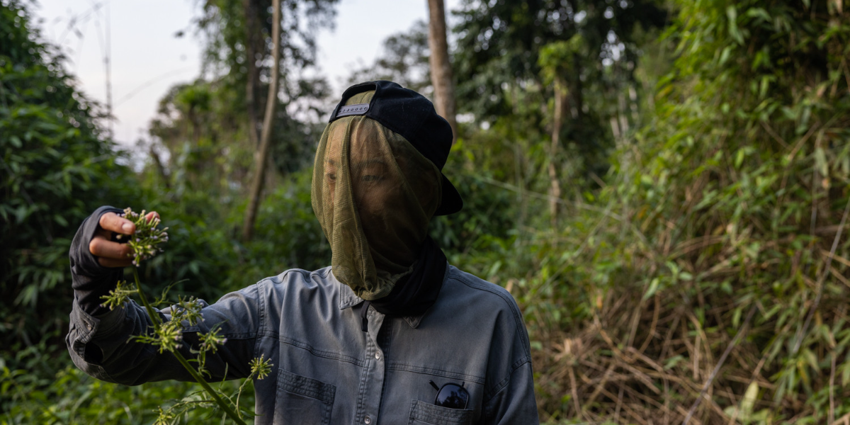 Korean-American chef Kristen Kish foraging while wearing a net over her face for protection