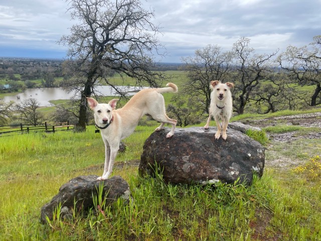 A rain-drenched park adorned in green. Two happy smiling dogs posing on rocks