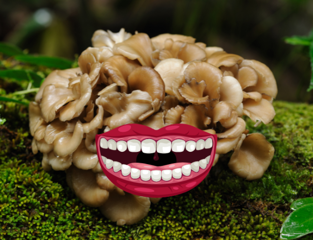 the same photo as above, mushroom on log, this time with a smiling, unnerving cartoon mouth on it