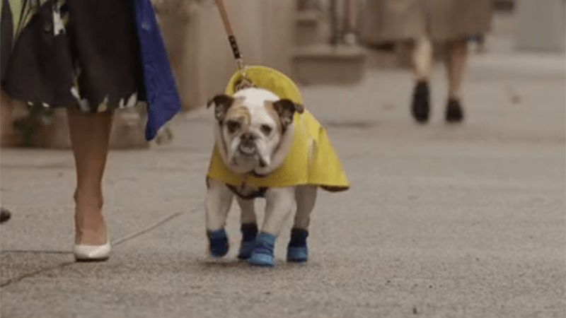 Richard Burton out walking in his rain gear. 