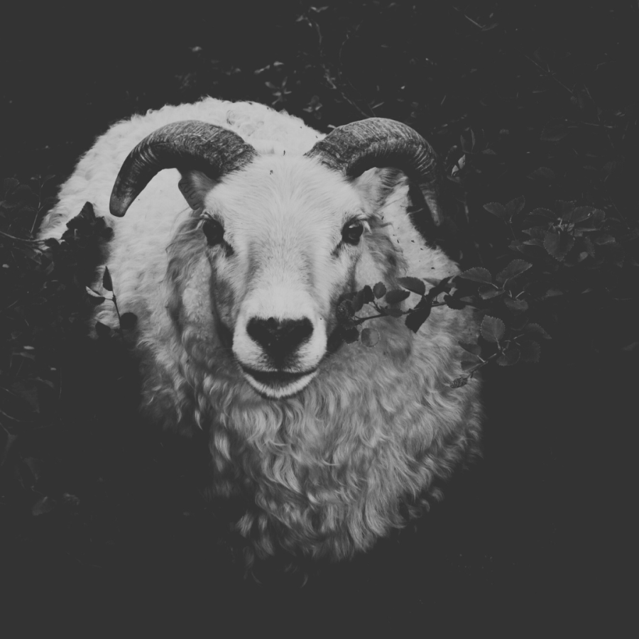 a black and white image of a ram among dark foliage