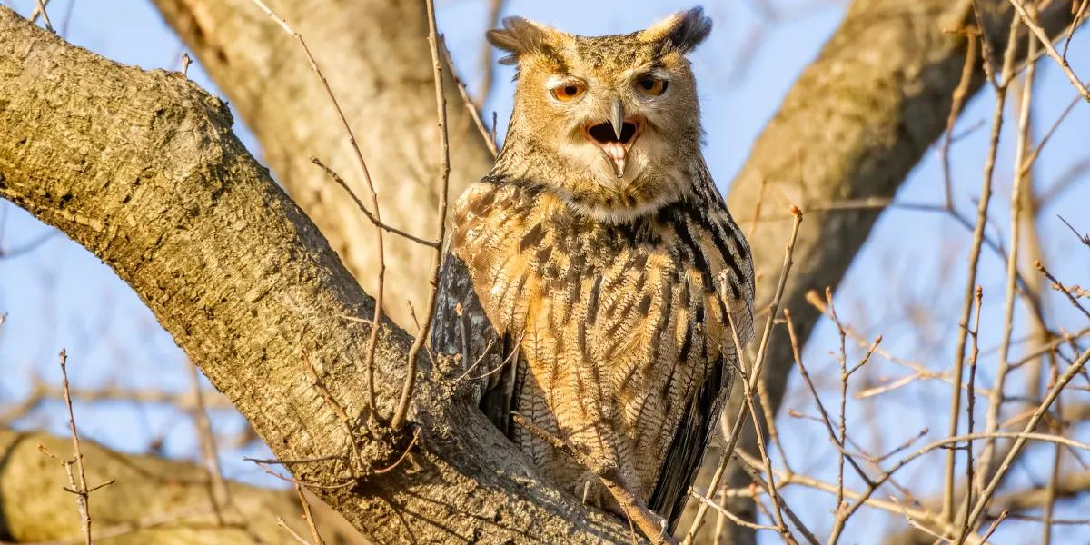 Flaco the owl, screaming