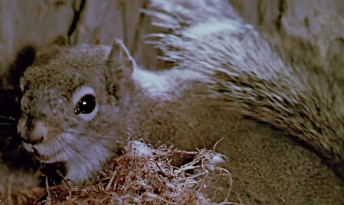 A close up of a squirrel