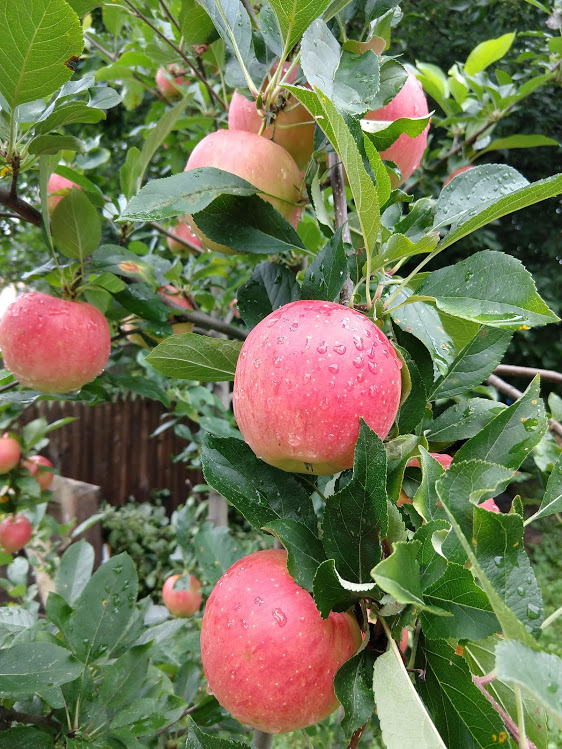 Profile picture of sara