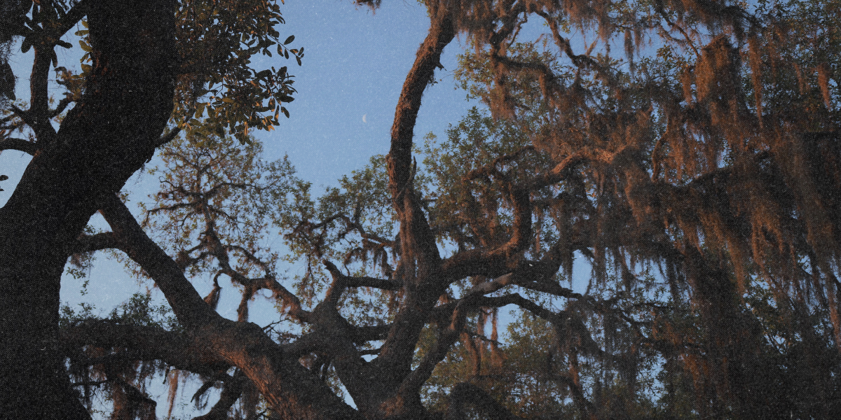 a moon between tree branches with spanish moss