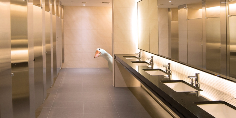 a goose in a bathroom