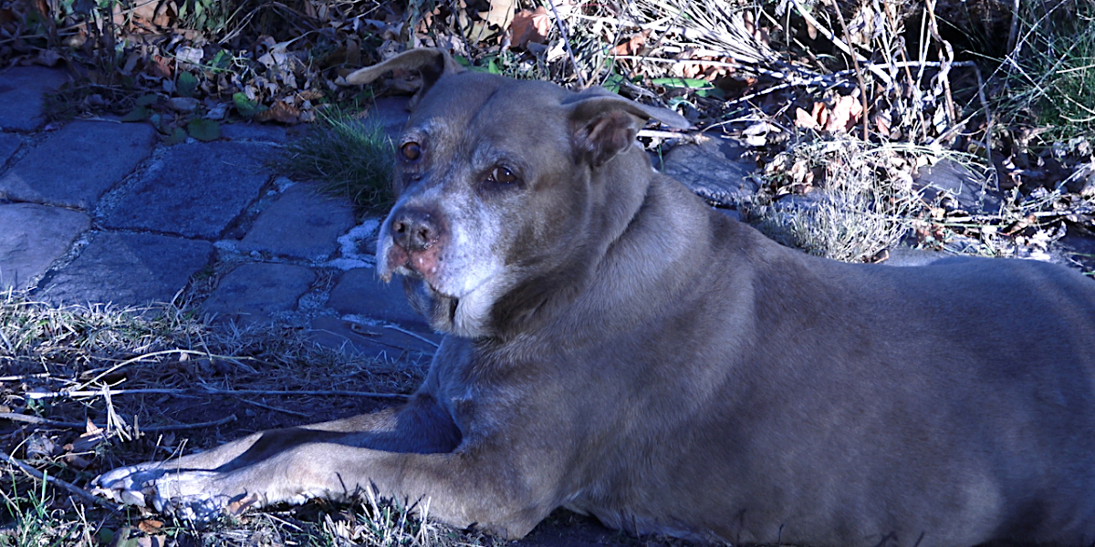 The dog Blue from Dog Movie lies in the sun outside