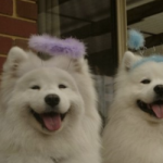 Profile picture of ^_~