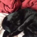 Profile picture of Bridgette