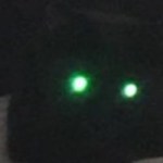 Profile picture of Calico Delta