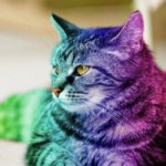 Profile picture of catofvines