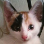 Profile picture of Divina