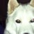 Profile picture of Xiomberg