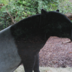 Profile picture of tapir