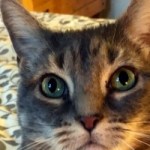 Profile picture of UnityCat