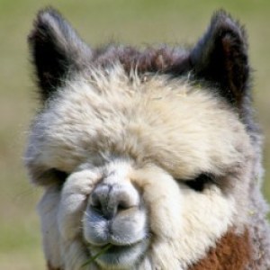 Profile picture of madmorris