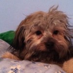 Profile picture of Riley